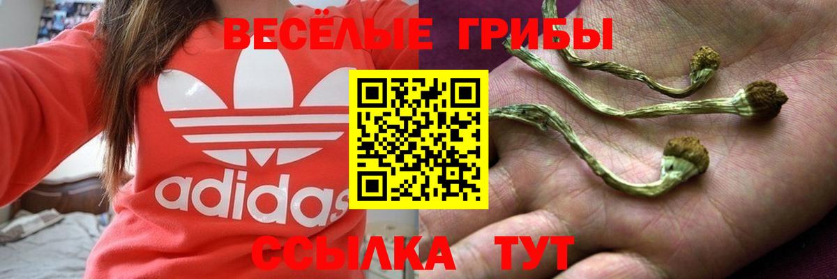 где можно купить наркотик  Вход с VPN  Симферополь  Галлюциногенные грибы GOLDEN TEACHER  Псилоцибиновые грибы Psilocybe 